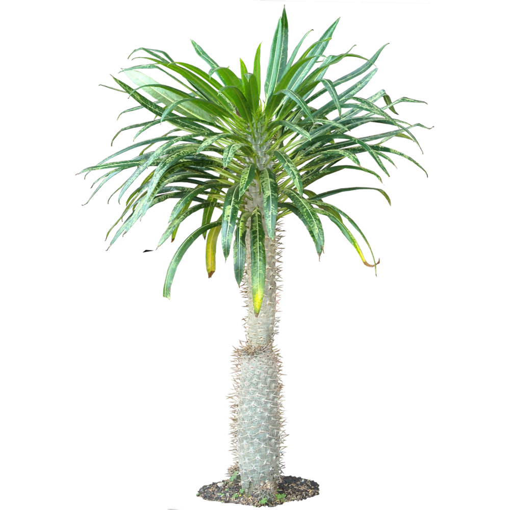 Madagascar Palm Transparent Picture