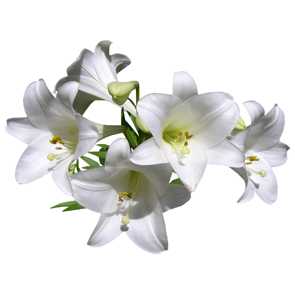 Madonna Lily  Transparent Gallery