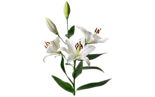 Madonna Lily PNG