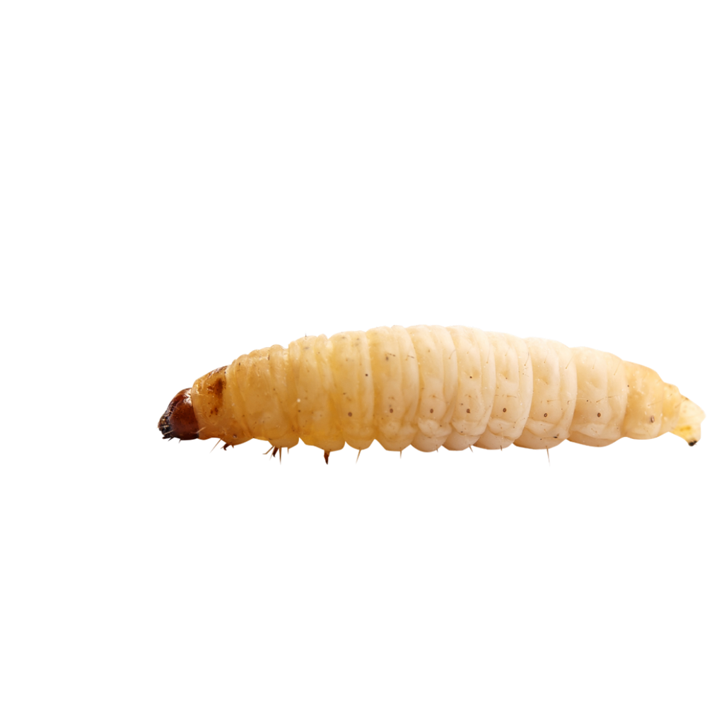 Maggot Transparent Picture