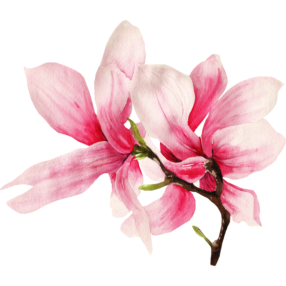 Magnolia Flower Transparent Image