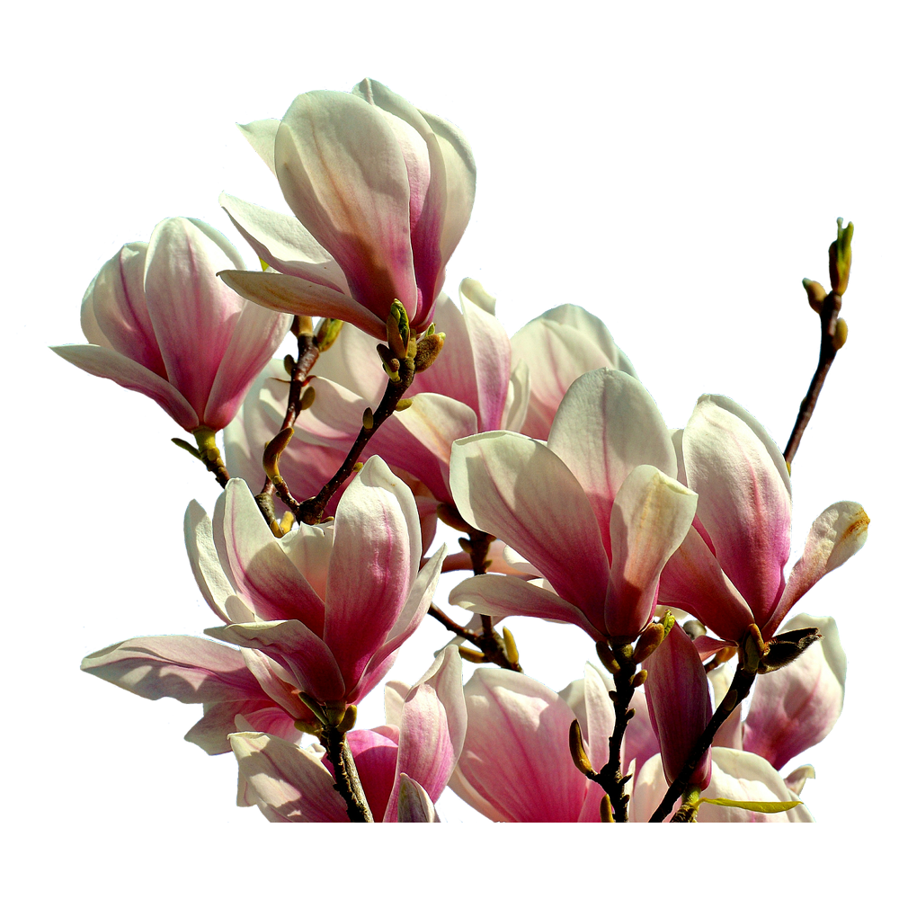 Magnolia Flower Transparent Photo