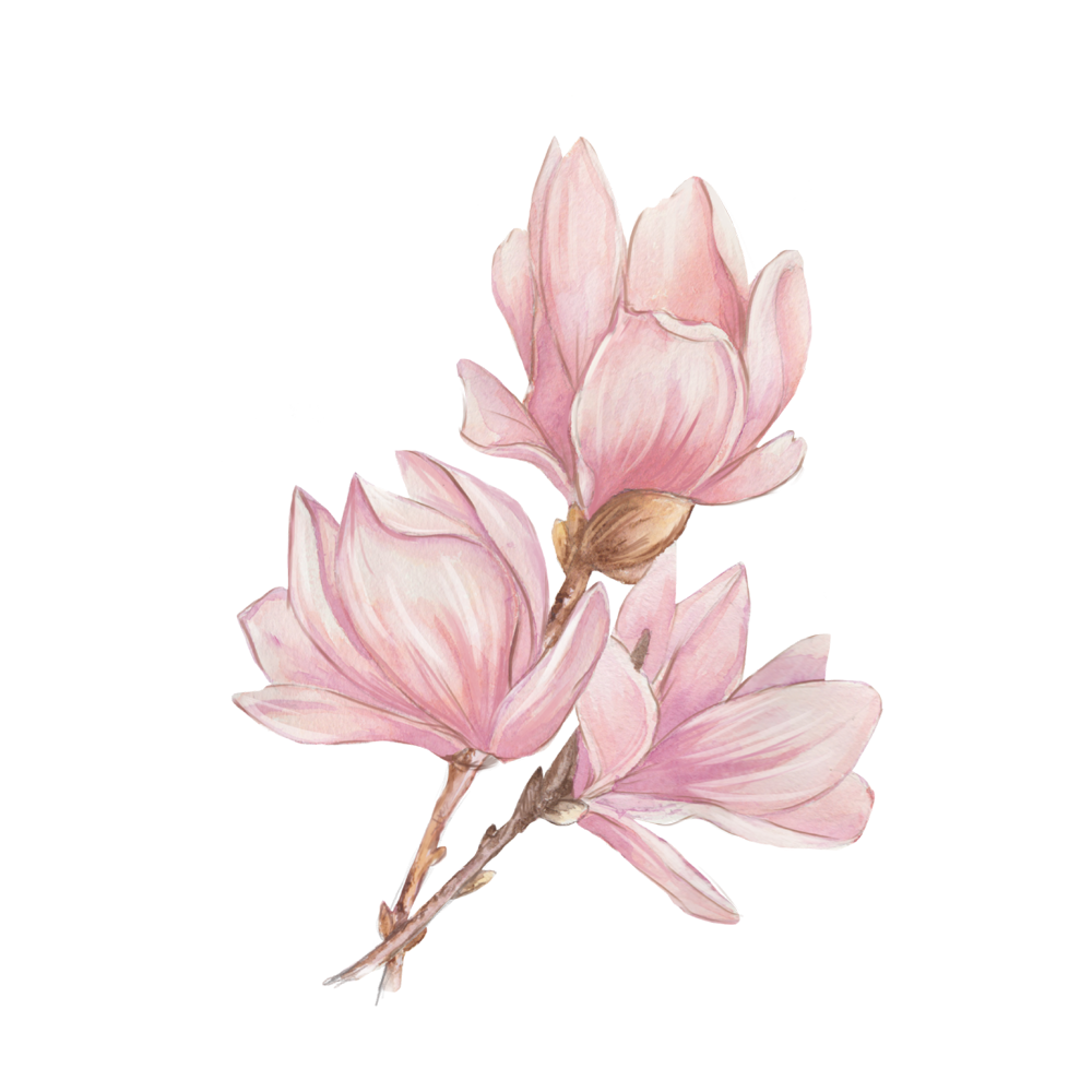 Magnolia Flower Transparent Picture