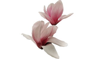 Magnolia Flower PNG
