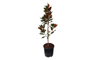 Magnolia Plant PNG