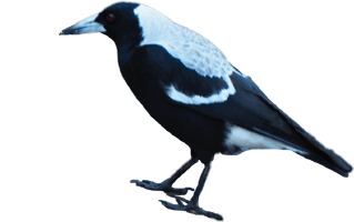 Magpie PNG