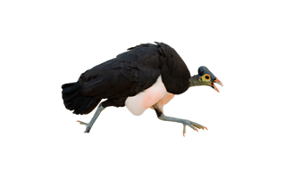 Maleo Bird PNG