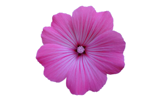 Mallow PNG