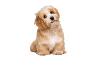 Maltipoo PNG