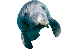 Manatee PNG