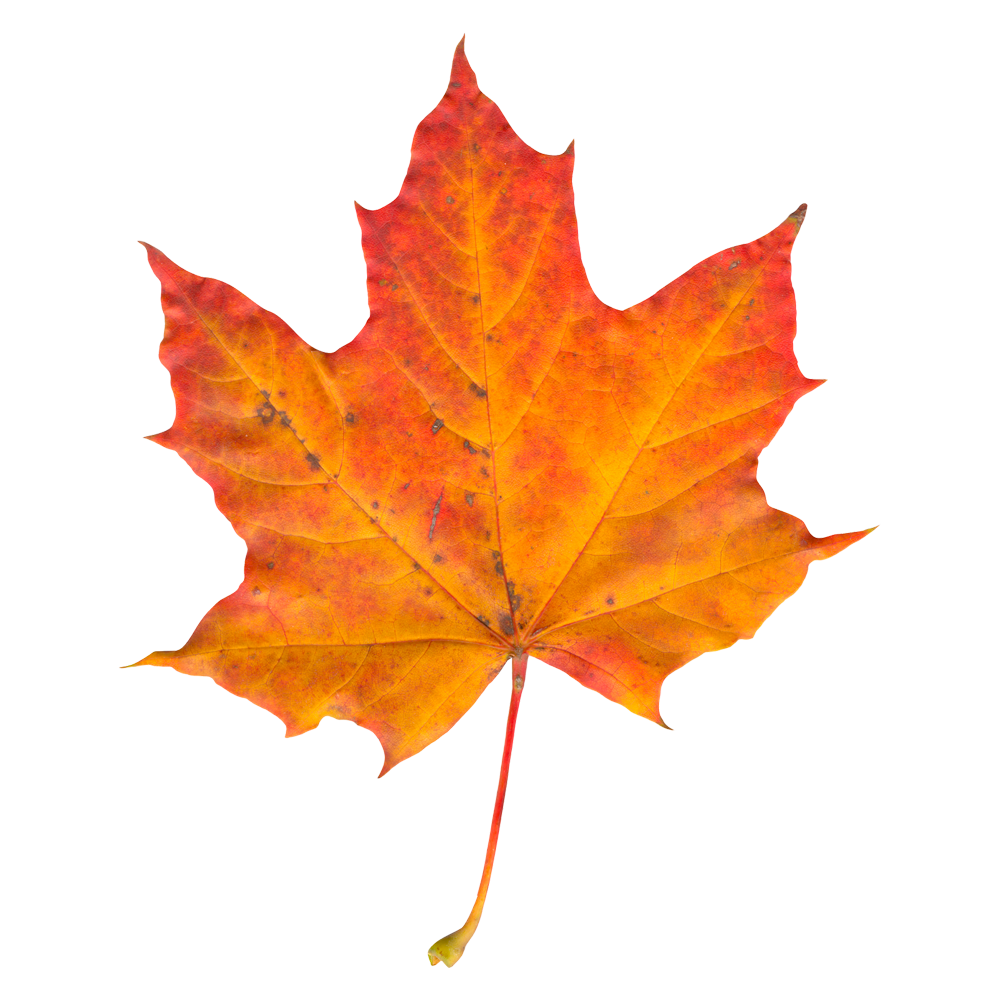 Maple Leaf Transparent Photo