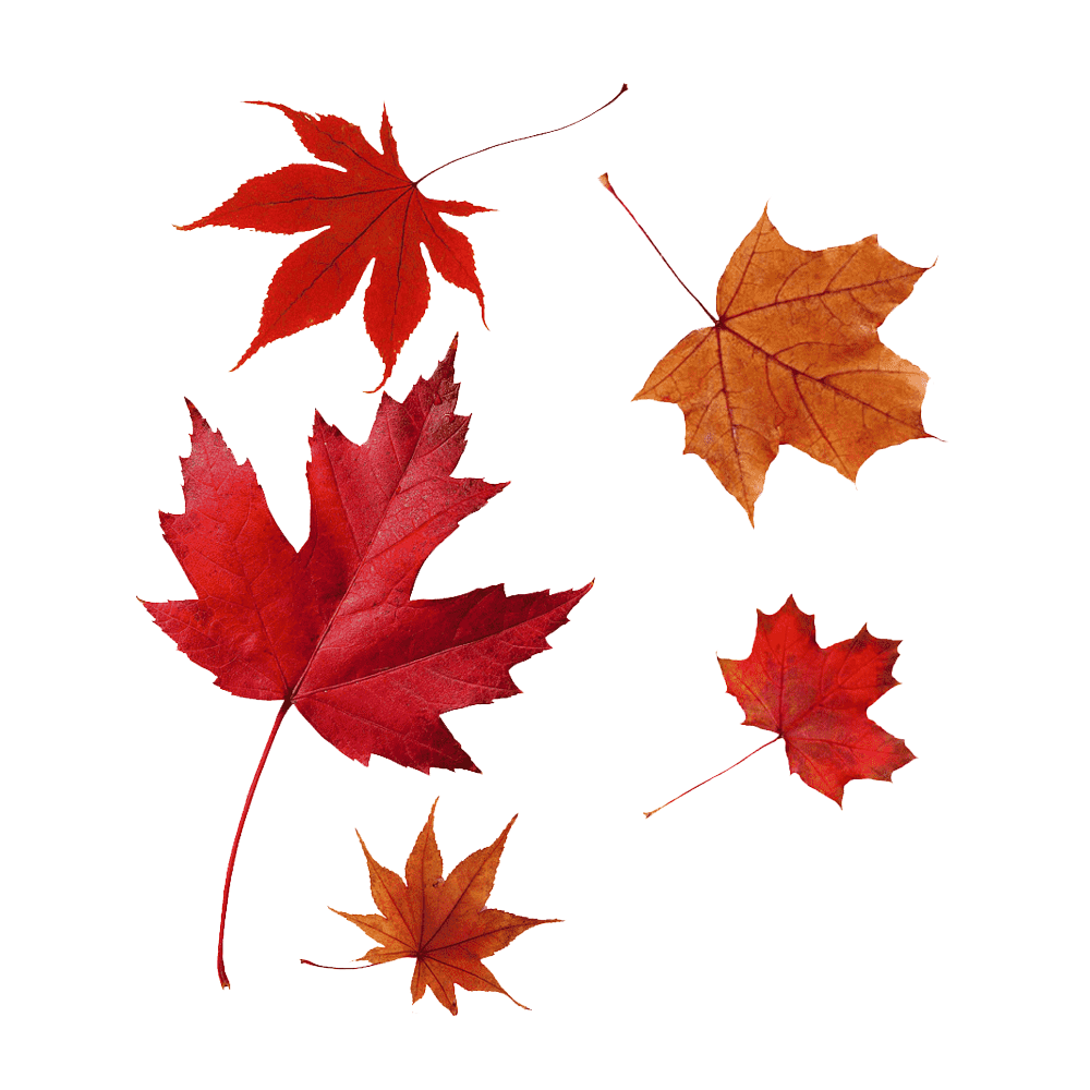 Maple Leaf Transparent Picture