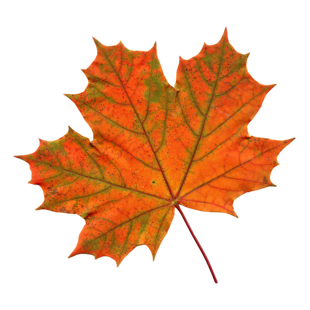 Maple Leaf Transparent Clipart