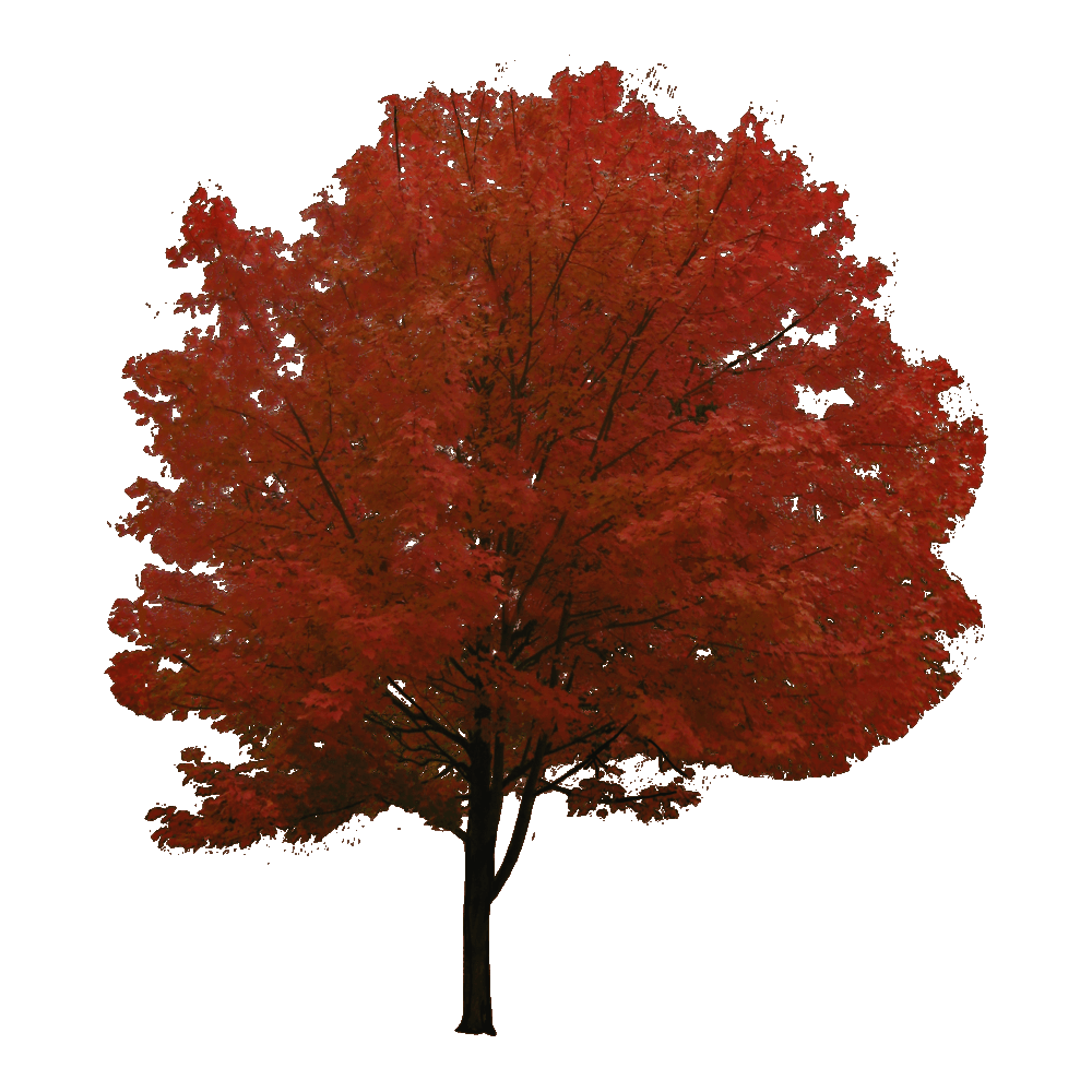 Maple Tree  Transparent Image