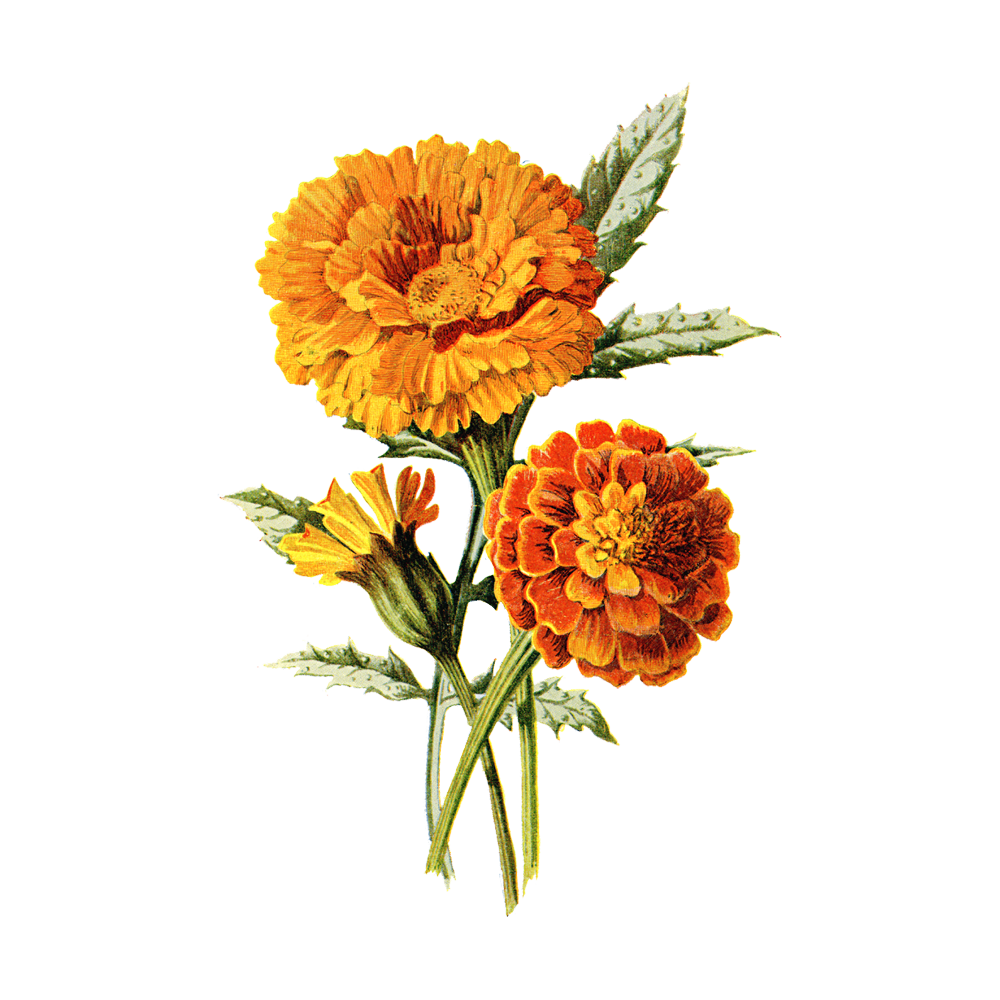 Marigold Flower Transparent Image