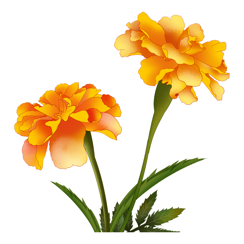 Marigold Flower Transparent Picture