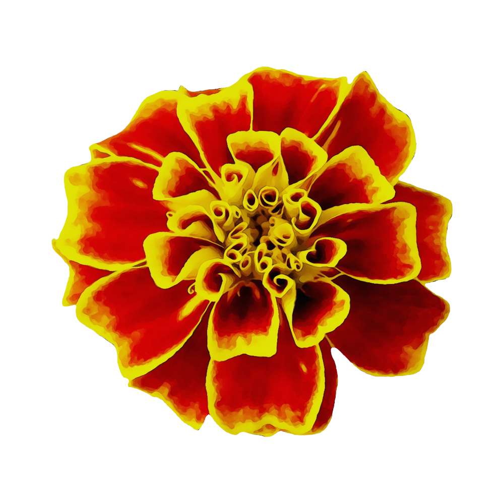 Marigold Flower Transparent Gallery