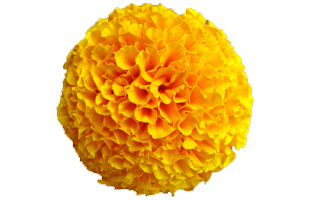 Marigold Flower PNG