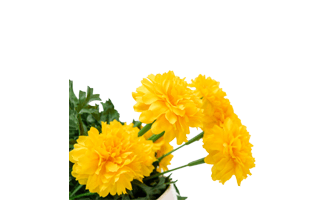 Marigold PNG