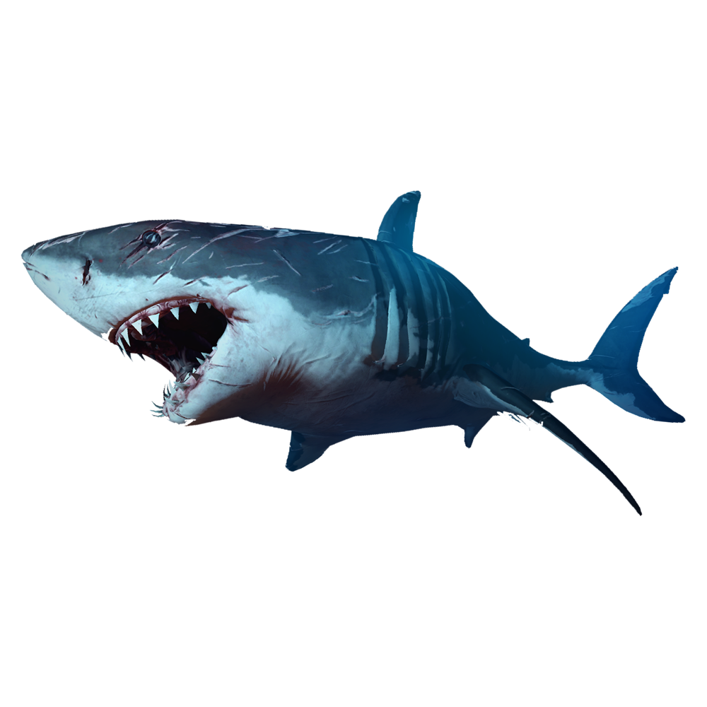 Megalodon Shark  Transparent Image