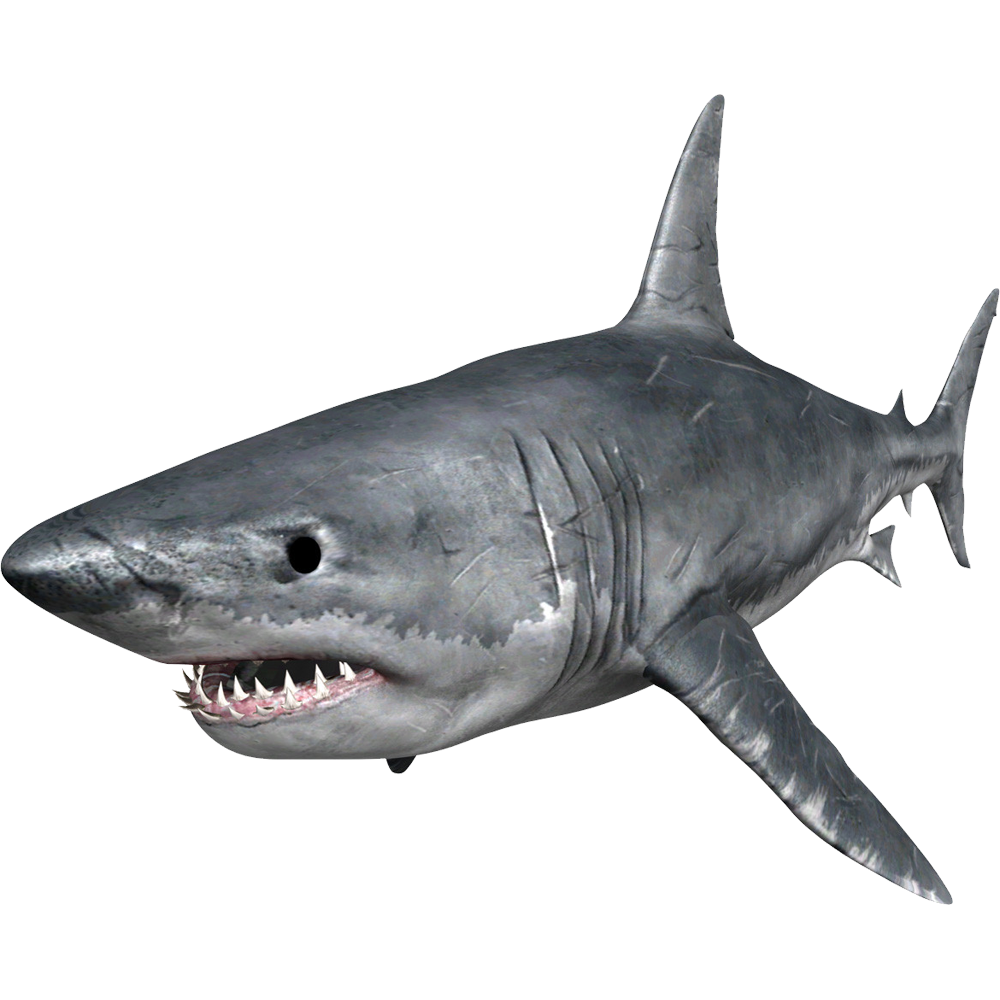 Megalodon Shark  Transparent Photo