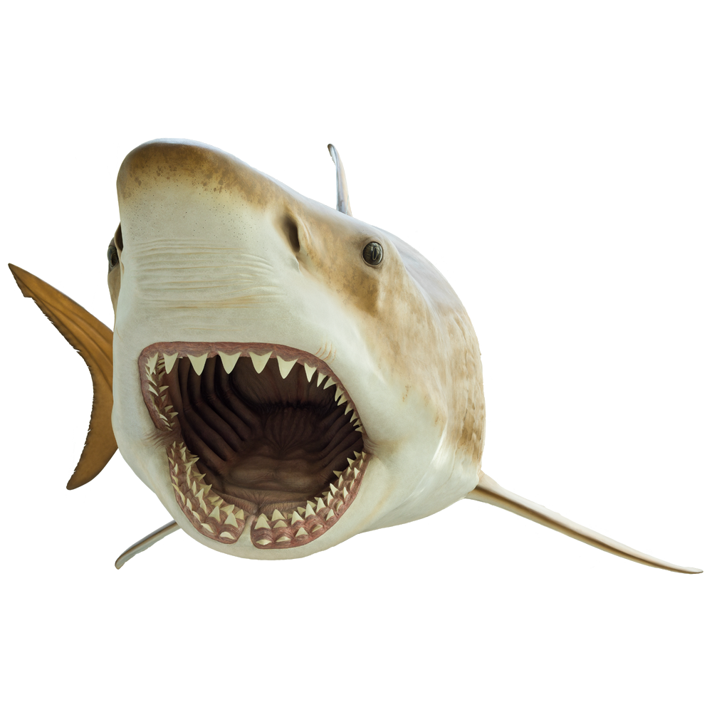 Megalodon Shark  Transparent Picture
