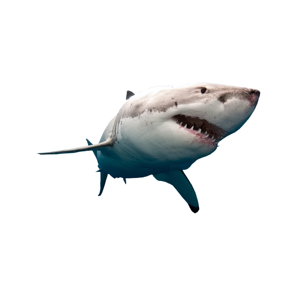 Megalodon Shark  Transparent Clipart
