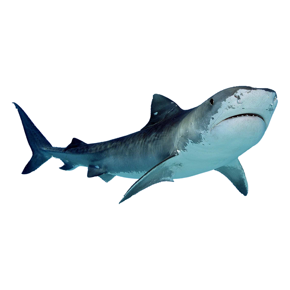 Megalodon Shark  Transparent Gallery
