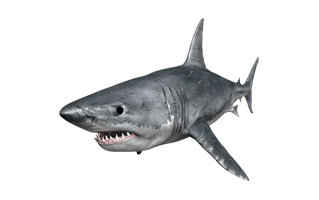 Megalodon Shark PNG