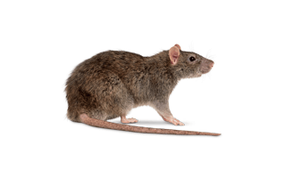 Mice PNG