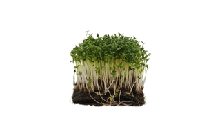 Microgreen PNG