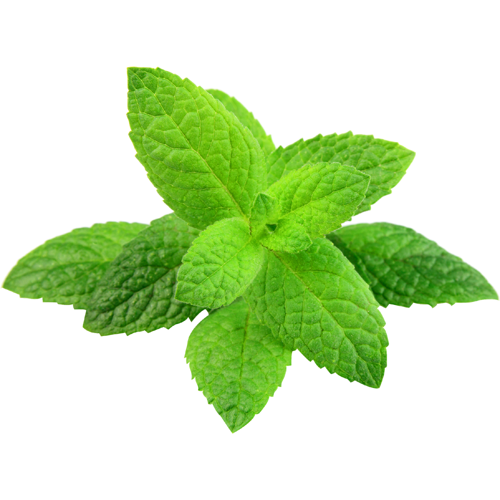 Mint Leaf  Transparent Image