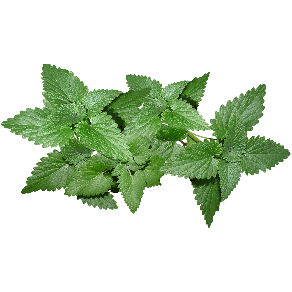 Mint Leaf  Transparent Picture