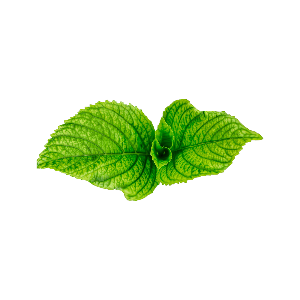 Mint Leaf  Transparent Clipart