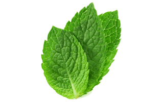 Mint Leaf PNG