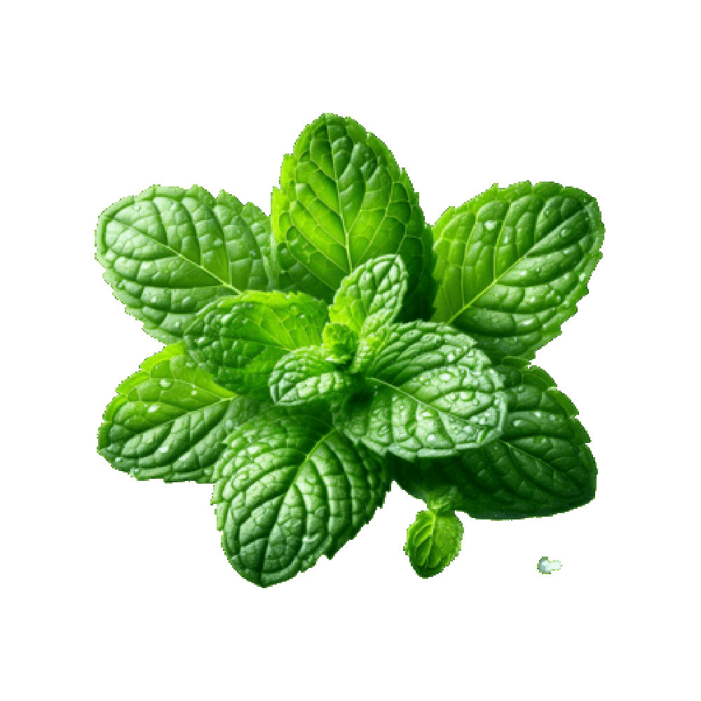 Mint Sticker Transparent Picture