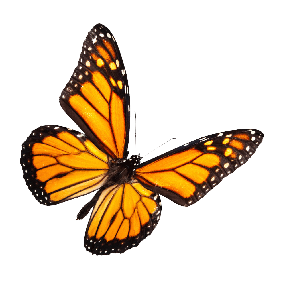 Monarch Butterfly Transparent Picture