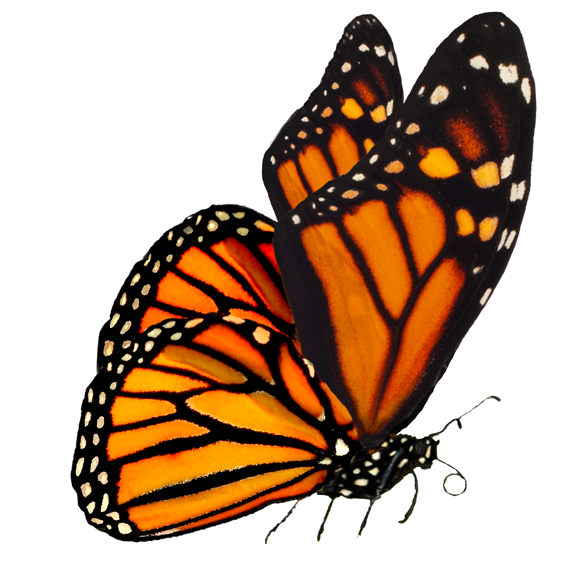 Monarch Butterfly  Transparent Gallery