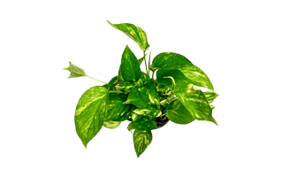 Money Plant PNG