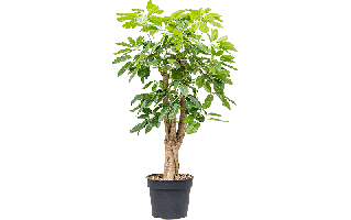 Money Tree PNG