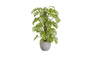 Monstera Plant PNG