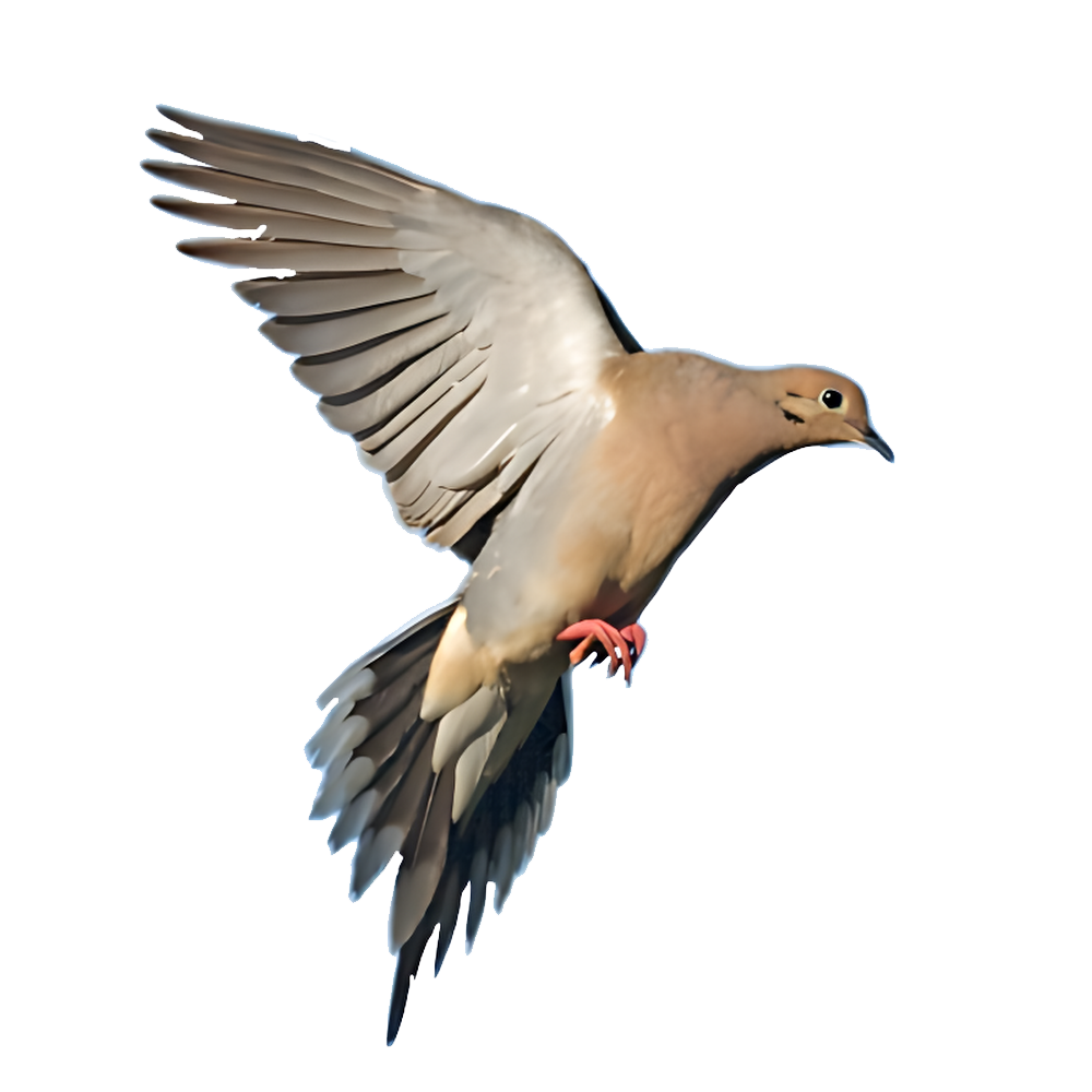 Morning Dove  Transparent Clipart