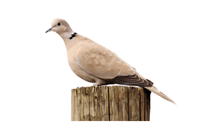 Morning Dove PNG