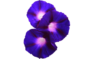 Morning Glory PNG