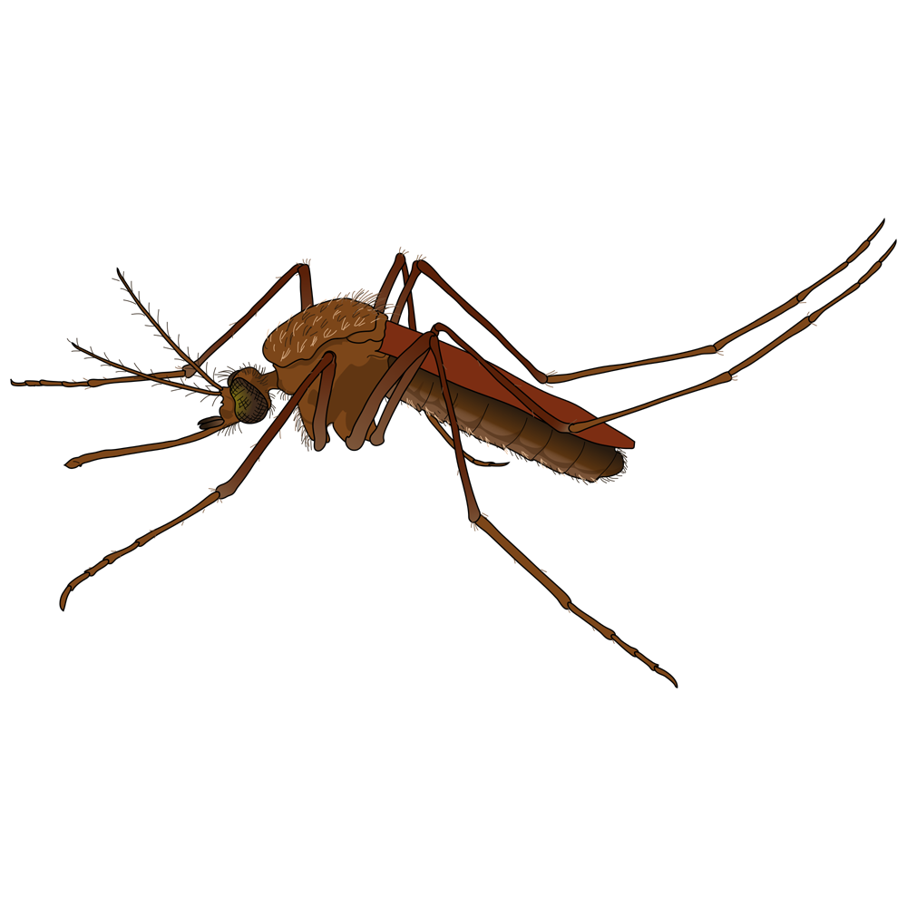 Mosquito Transparent Picture