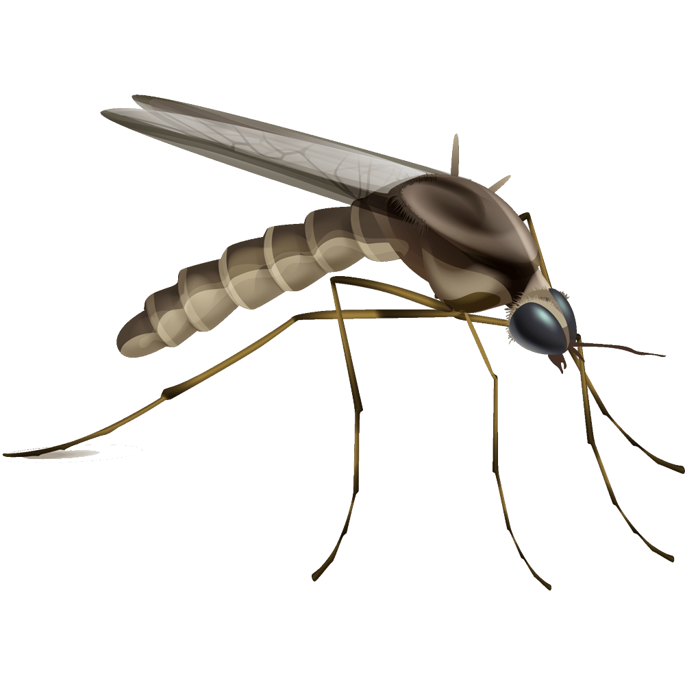Mosquito Transparent Clipart