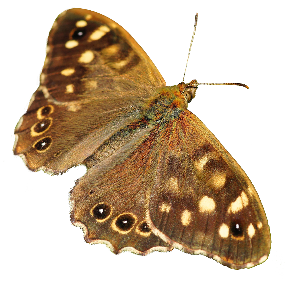 Moth Transparent Image