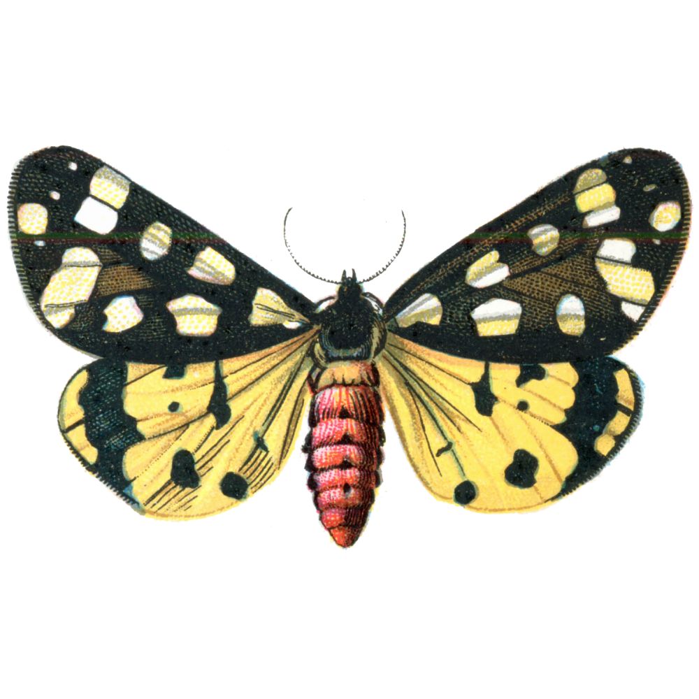 Moth Transparent Photo