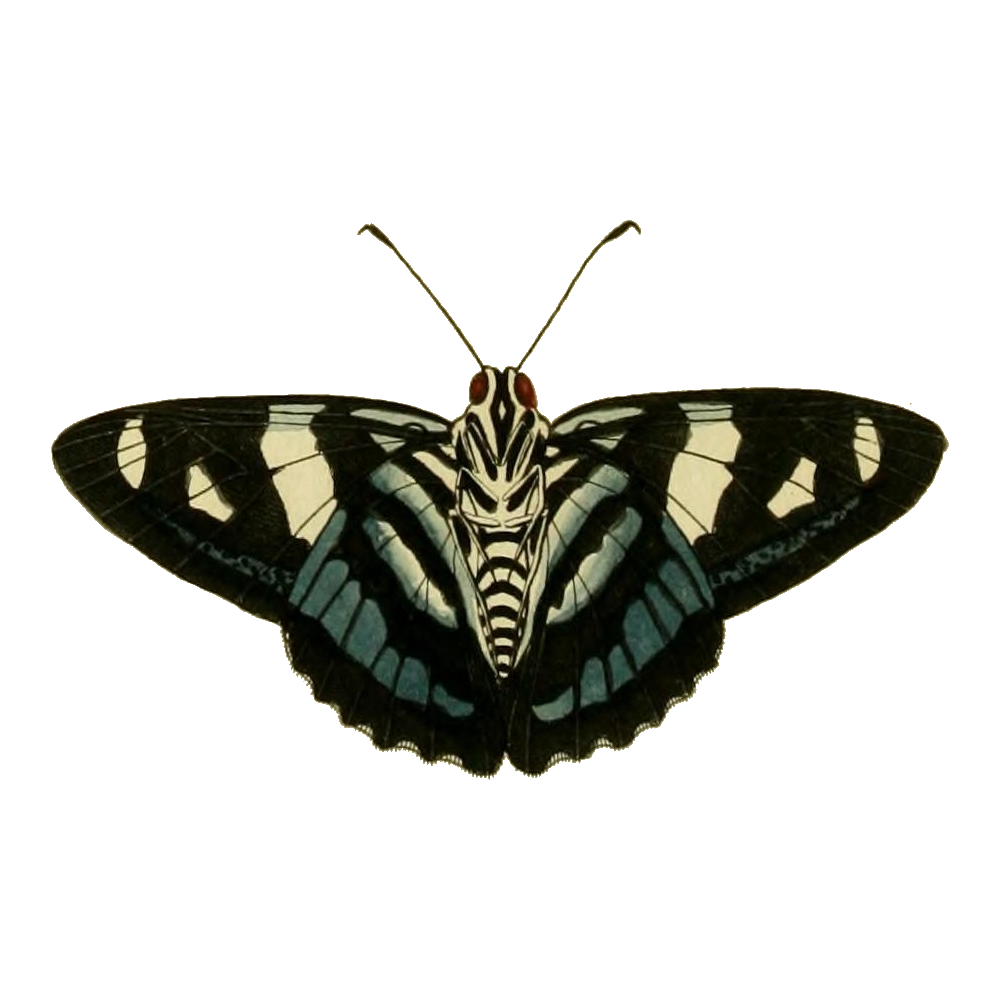 Moth Transparent Picture