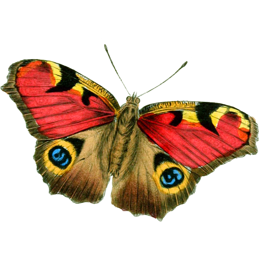 Moth Transparent Clipart